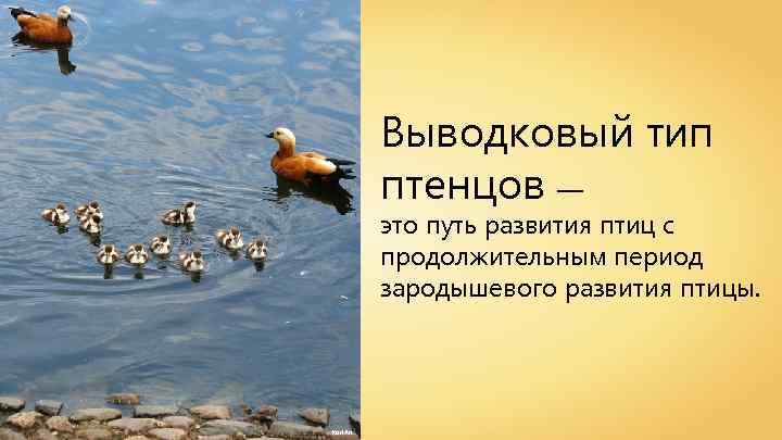 Выводковый тип птенцов — это путь развития птиц с продолжительным период зародышевого развития птицы.