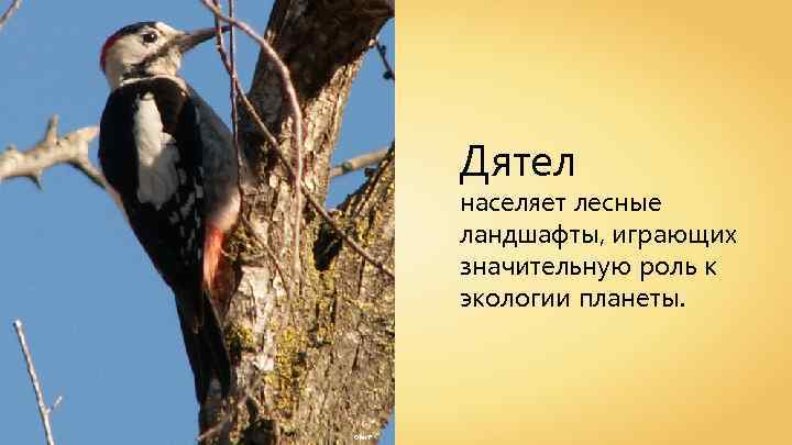 Дятел населяет лесные ландшафты, играющих значительную роль к экологии планеты. Ofer F 