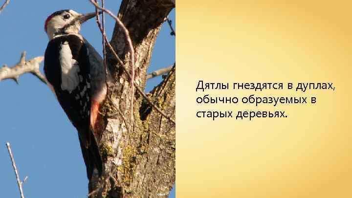 Дятлы гнездятся в дуплах, обычно образуемых в старых деревьях. Ofer F 