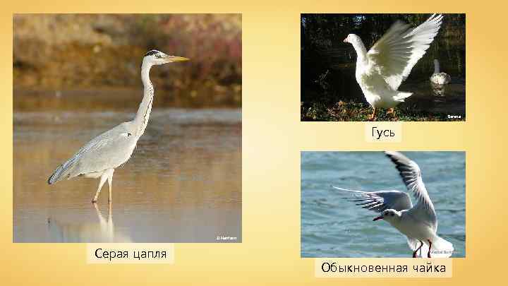 Serena Гусь JJ Harrison Серая цапля Marcel Burkhard Обыкновенная чайка 