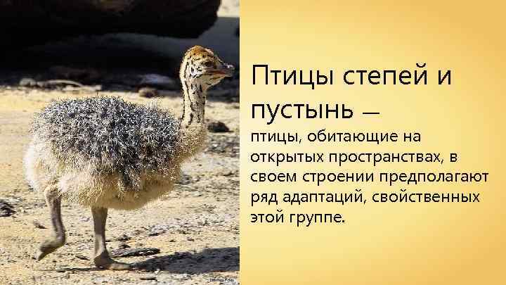 Птицы степей и пустынь — птицы, обитающие на открытых пространствах, в своем строении предполагают