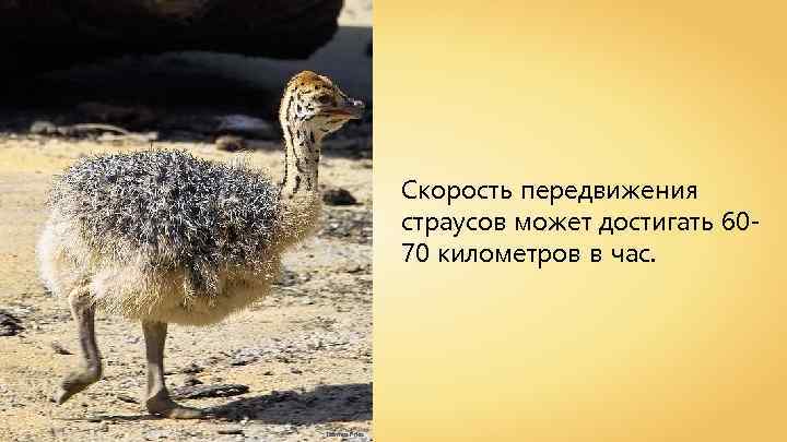Скорость передвижения страусов может достигать 6070 километров в час. Thomas Pries 