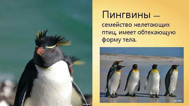 Пингвины — семейство нелетающих птиц, имеет обтекающую форму тела. Ben Tubby 