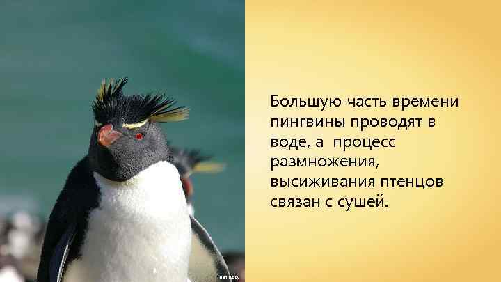 Большую часть времени пингвины проводят в воде, а процесс размножения, высиживания птенцов связан с