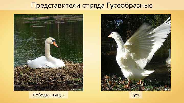 Представители отряда Гусеобразные Andreas Trepte Лебедь–шипун Serena Гусь 