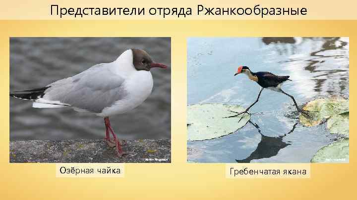 Представители отряда Ржанкообразные Adrian Pingstone Озёрная чайка Factumquintus Гребенчатая якана 