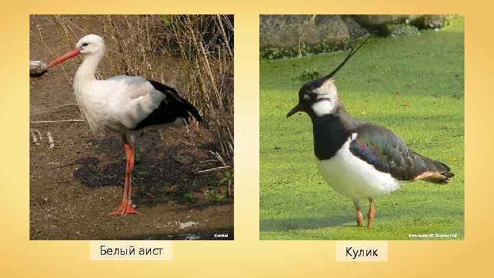 Benutzerin: BS Thurner Hof Karakal Белый аист Кулик 