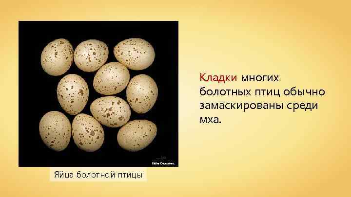 Кладки многих болотных птиц обычно замаскированы среди мха. Didier Descouens Яйца болотной птицы 