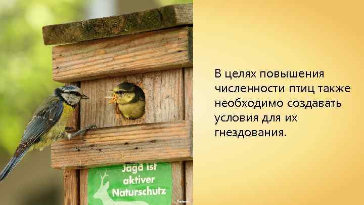 В целях повышения численности птиц также необходимо создавать условия для их гнездования. Dschwen 