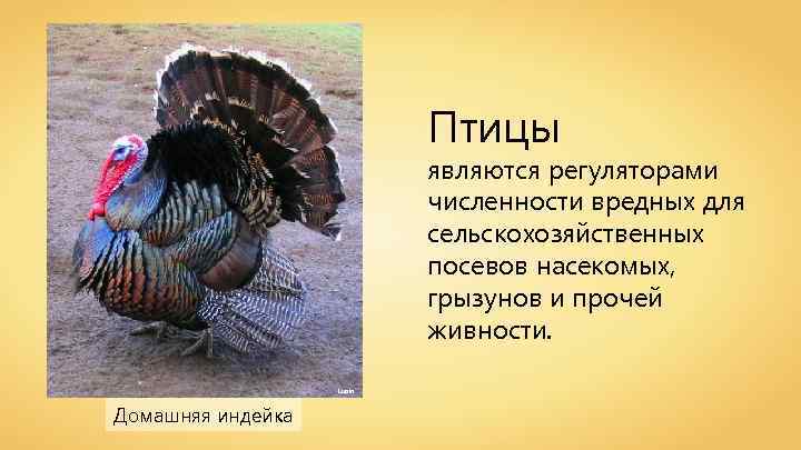 Птицы являются регуляторами численности вредных для сельскохозяйственных посевов насекомых, грызунов и прочей живности. Lupin