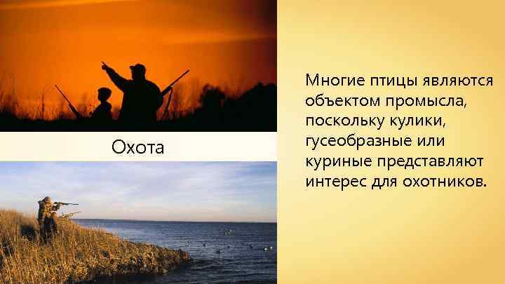 Охота Многие птицы являются объектом промысла, поскольку кулики, гусеобразные или куриные представляют интерес для