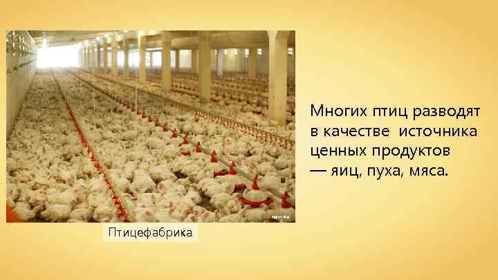 Многих птиц разводят в качестве источника ценных продуктов — яиц, пуха, мяса. Naim Alel