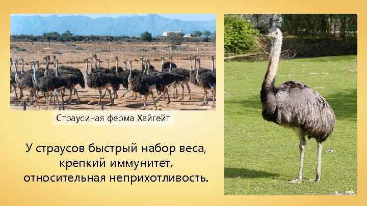Georgio Страусиная ферма Хайгейт У страусов быстрый набор веса, крепкий иммунитет, относительная неприхотливость. Fred.