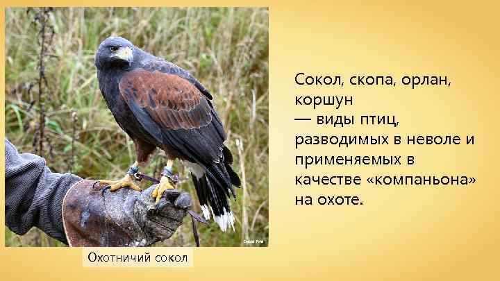 Сокол, скопа, орлан, коршун — виды птиц, разводимых в неволе и применяемых в качестве