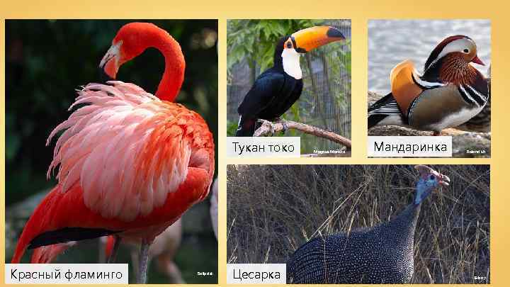 Тукан токо Красный фламинго Solipsist Цесарка Magnus Manske Мандаринка Roland zh E-boy 