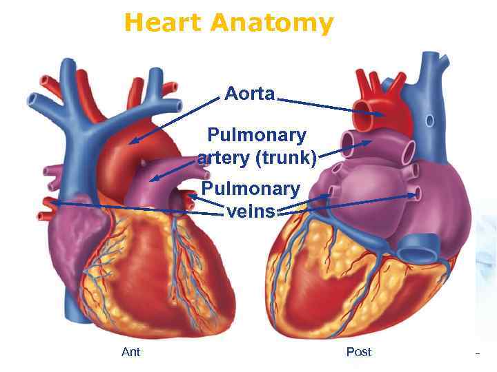 Heart Anatomy Aorta Pulmonary artery (trunk) Pulmonary veins Ant Post 