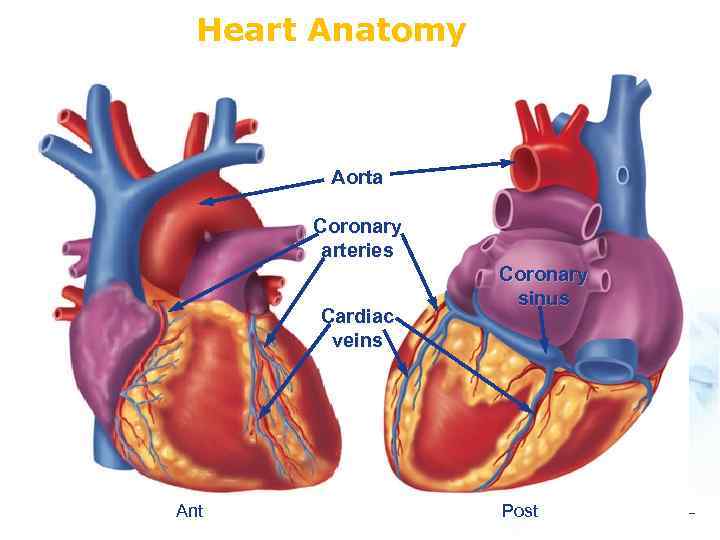 Heart Anatomy Aorta Coronary arteries Cardiac veins Ant Coronary sinus Post 