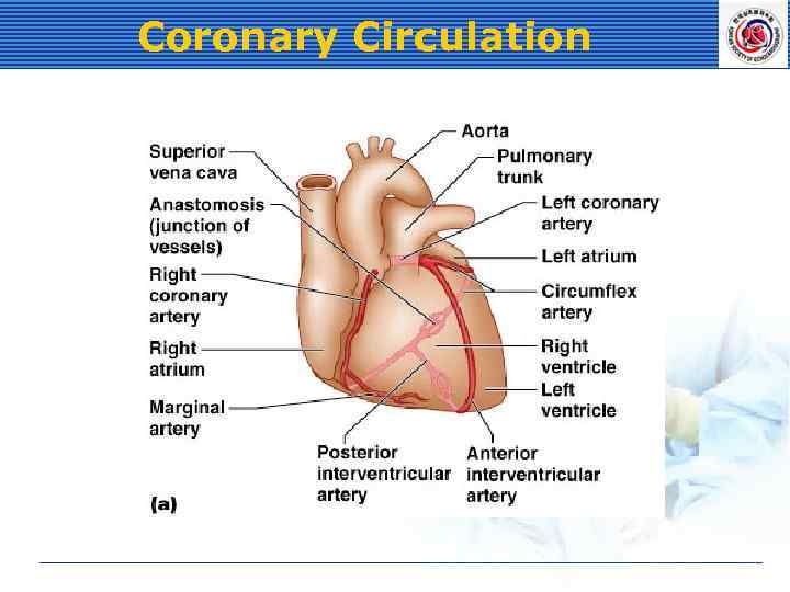 Coronary Circulation 