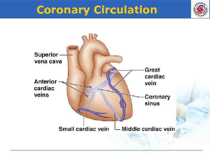Coronary Circulation 