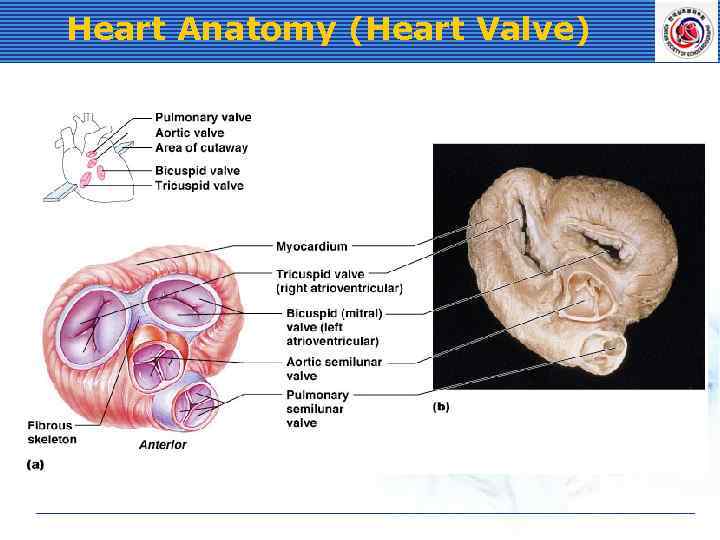 Heart Anatomy (Heart Valve) 