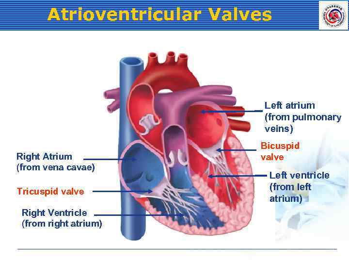 Atrioventricular Valves Left atrium (from pulmonary veins) Right Atrium (from vena cavae) Tricuspid valve