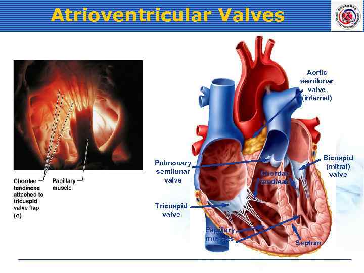 Atrioventricular Valves Aortic semilunar valve (internal) Pulmonary semilunar valve Bicuspid (mitral) valve Chordae tendieae