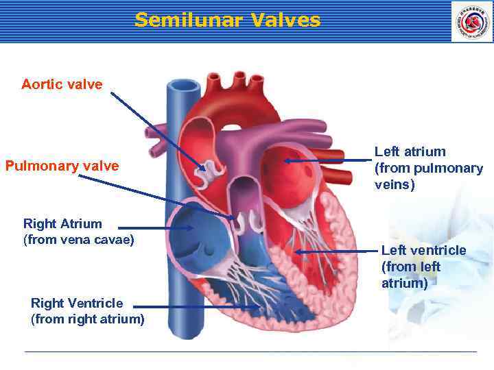 Semilunar Valves Aortic valve Pulmonary valve Right Atrium (from vena cavae) Right Ventricle (from