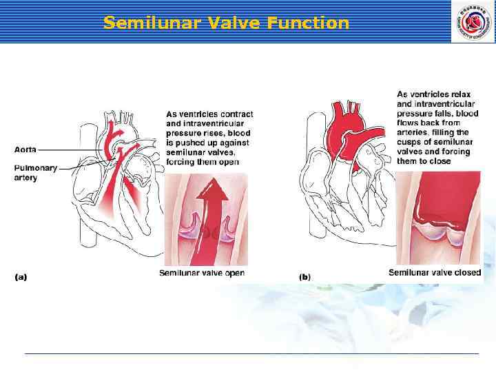 Semilunar Valve Function 
