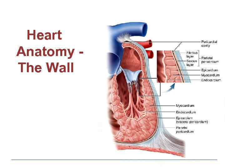 Heart Anatomy The Wall 