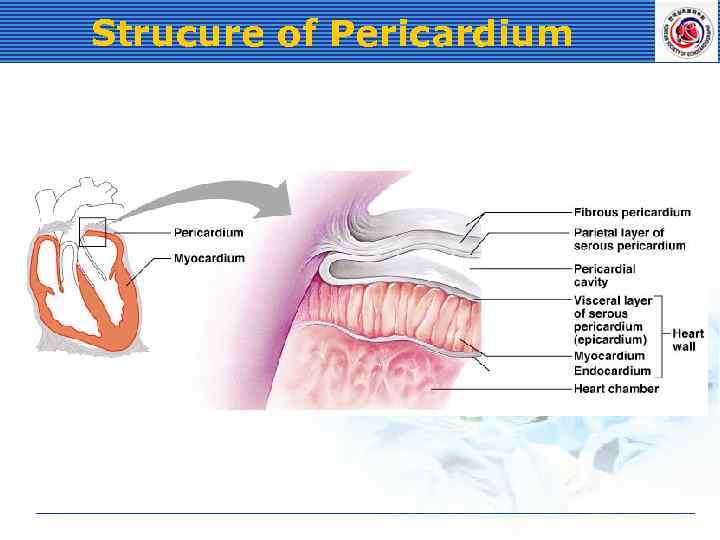 Strucure of Pericardium 