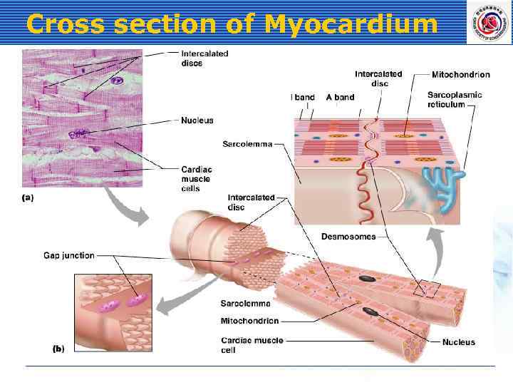 Cross section of Myocardium 