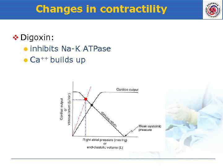 Changes in contractility v Digoxin: l inhibits Na-K ATPase l Ca++ builds up 