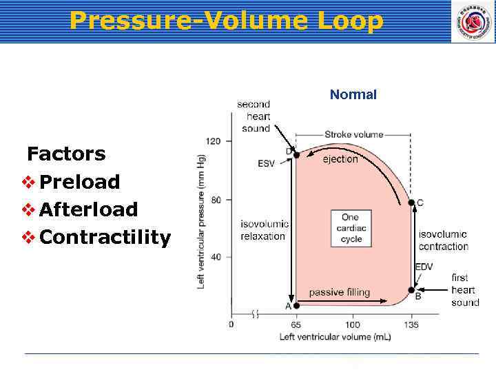 Pressure-Volume Loop Normal Factors v Preload v Afterload v Contractility 