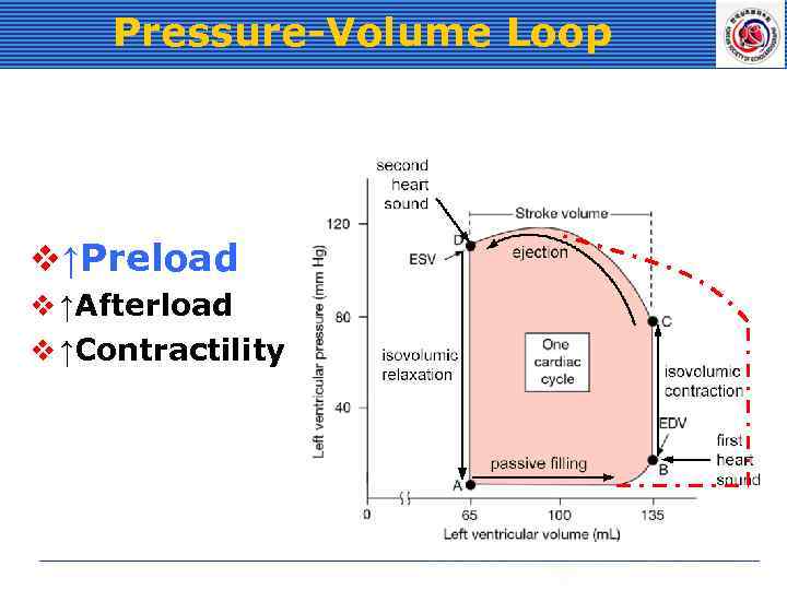 Pressure-Volume Loop v↑Preload v ↑Afterload v ↑Contractility 