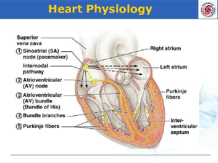 Heart Physiology 
