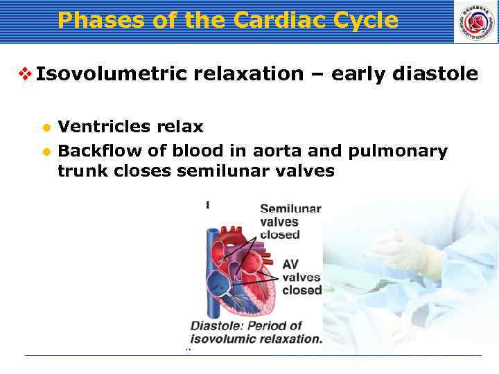 Phases of the Cardiac Cycle v Isovolumetric relaxation – early diastole Ventricles relax l