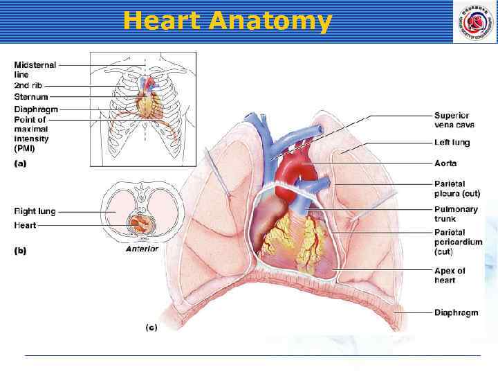 Heart Anatomy 