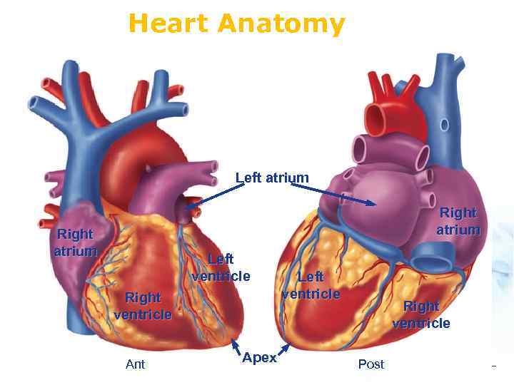 Heart Anatomy Left atrium Right atrium Left ventricle Right ventricle Ant Apex Left ventricle