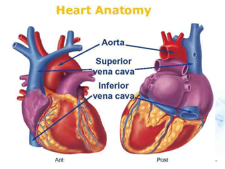 Heart Anatomy Aorta Superior vena cava Inferior vena cava Ant Post 