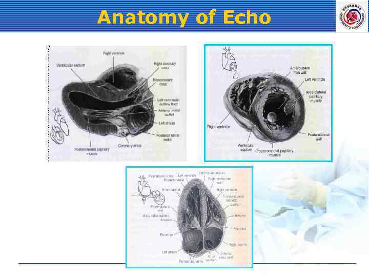 Anatomy of Echo 