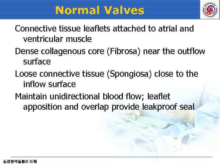 Normal Valves Connective tissue leaflets attached to atrial and ventricular muscle Dense collagenous core