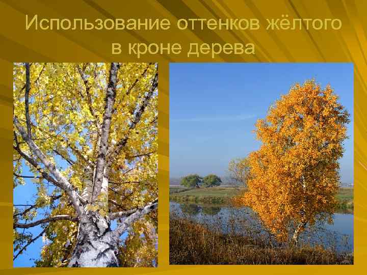 Использование оттенков жёлтого в кроне дерева 