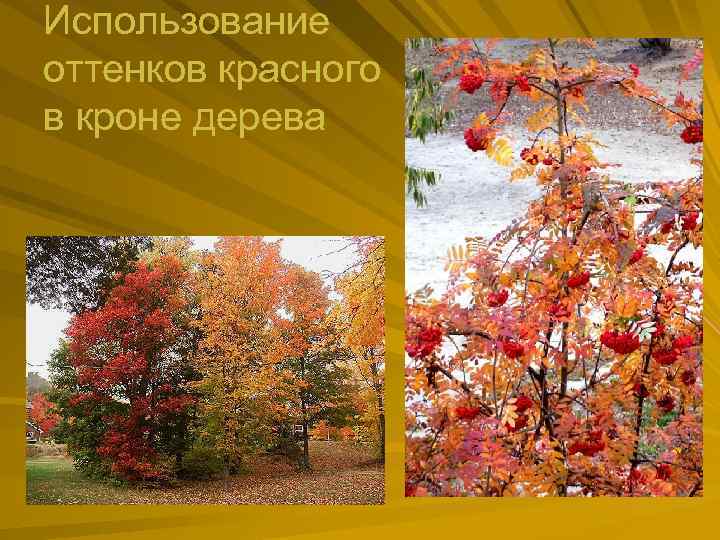 Использование оттенков красного в кроне дерева 