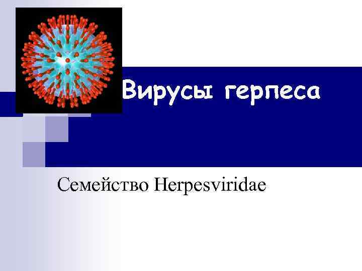 Вирусы герпеса Семейство Herpesviridae 