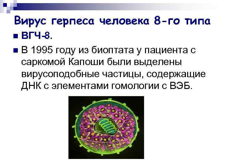 Вирус простого герпеса. Вирус герпеса человека 8-го типа (ВГЧ-8). Вирус герпеса человека 8 типа (HHV-8). Вирус герпеса человека 6 типа - ВГЧ-6. Герпесвирус таксономия.