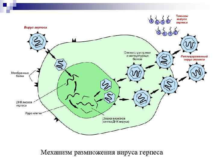 Елена корнилова герпес схема