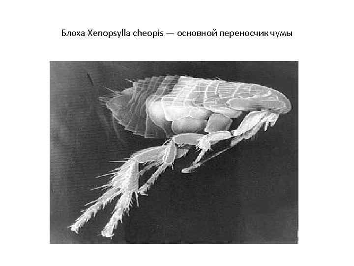 Блоха Xenopsylla cheopis — основной переносчик чумы 