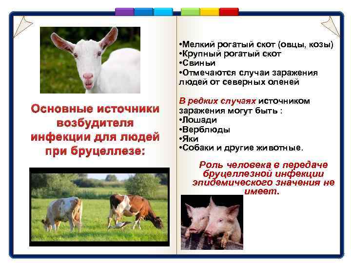  • Мелкий рогатый скот (овцы, козы) • Крупный рогатый скот • Свиньи •