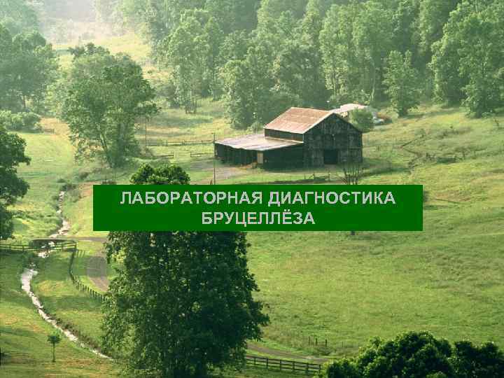 ЛАБОРАТОРНАЯ ДИАГНОСТИКА БРУЦЕЛЛЁЗА 