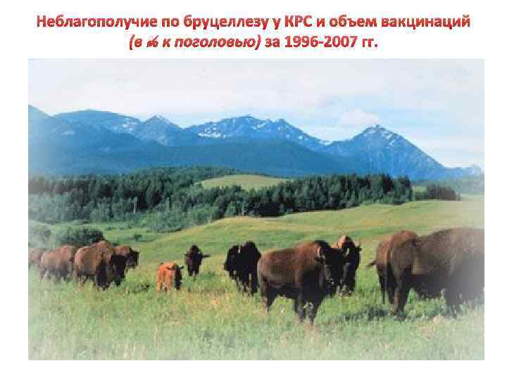 Неблагополучие по бруцеллезу у КРС и объем вакцинаций (в % к поголовью) за 1996